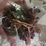 Healing Crystal Tree